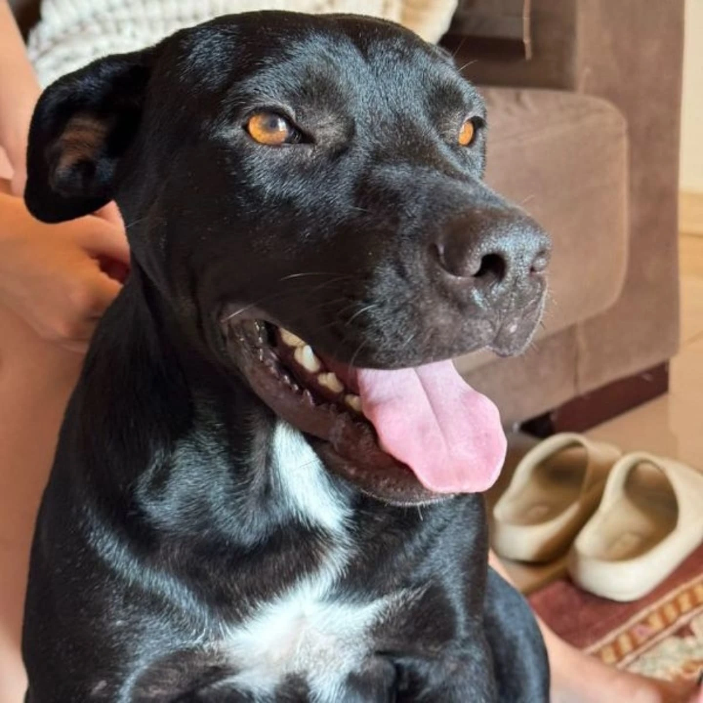 Cachorro fêmea